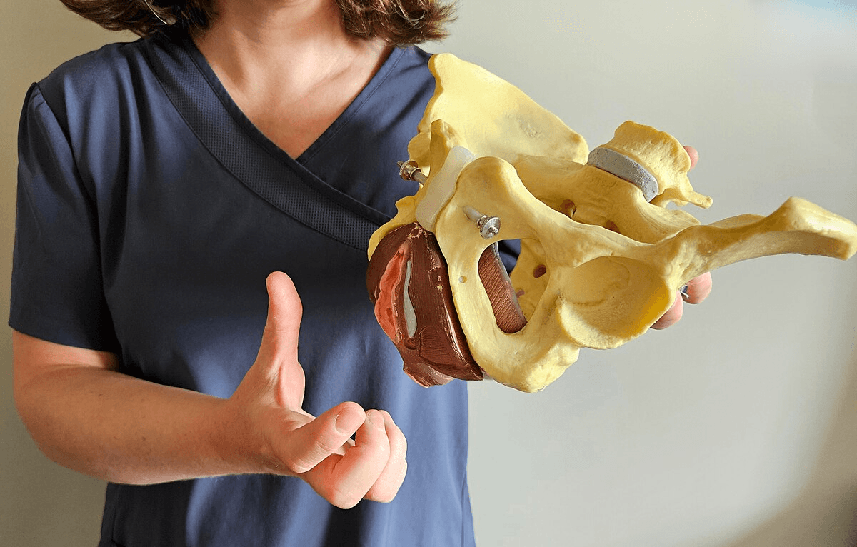 Pelvic model